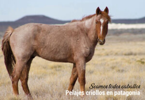SEAMOS TODOS CABALLOS. PELAJES CRIOLLOS EN PATAGONIA