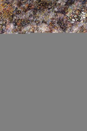 EN ISLANDIA NO HAY ÁRBOLES